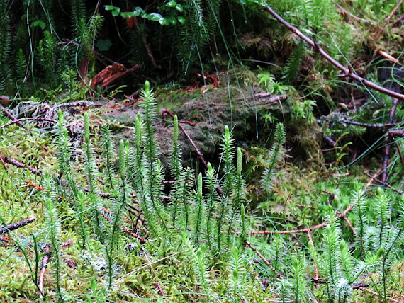 Widłak jałowcowaty, widłak gajowy (Lycopodium annotinum L.)