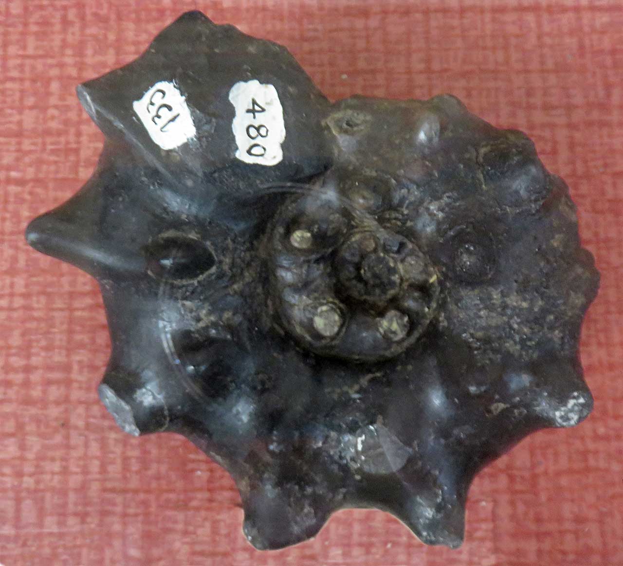 cretaceous period fossils
