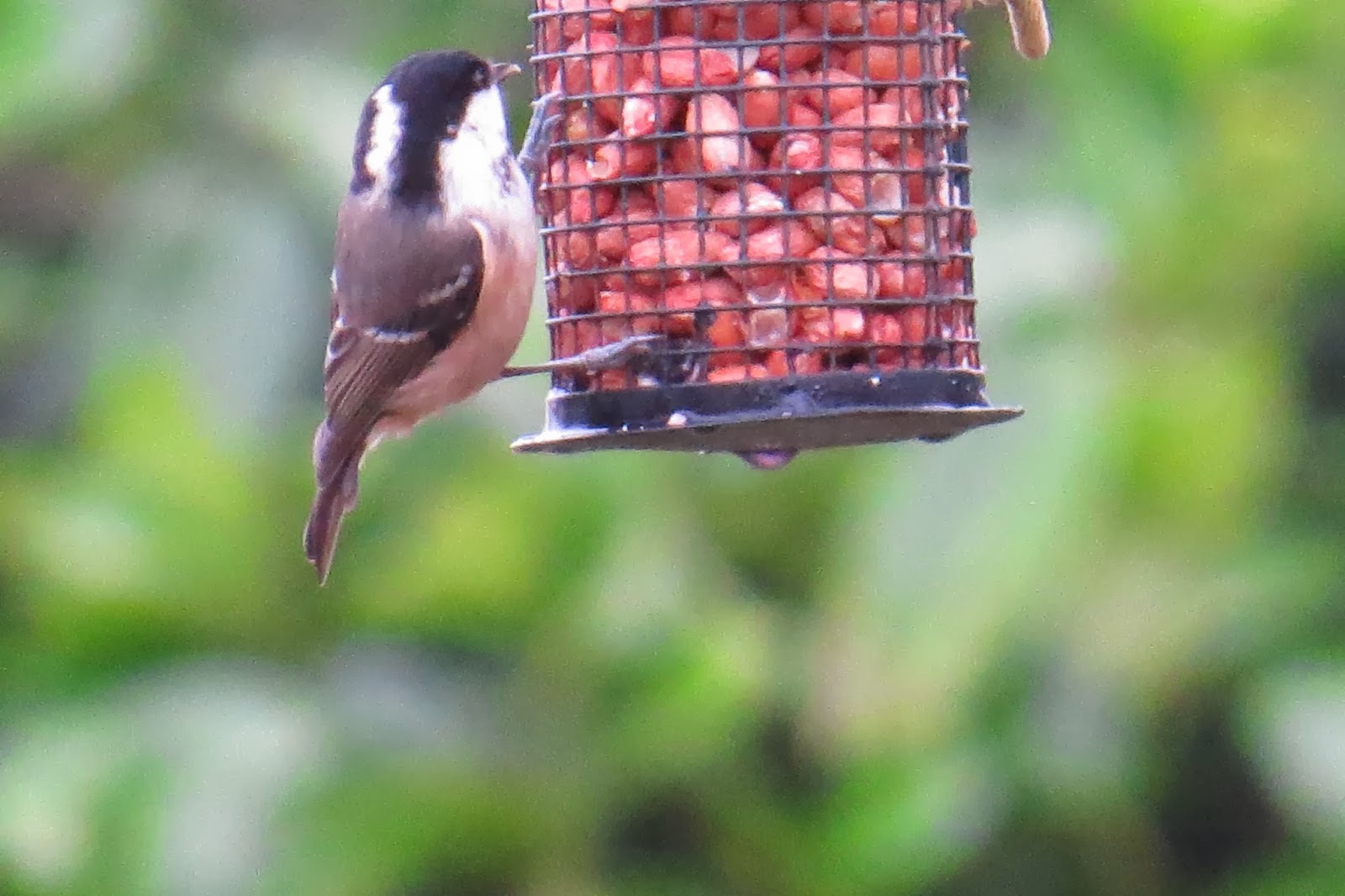 Appleton Wildlife Diary RSPB Big garden bird watch 2014