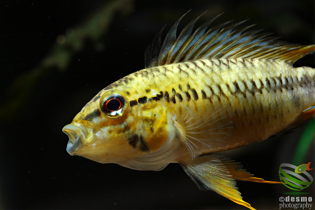 Apistogramma sp. pacman / sp. D12