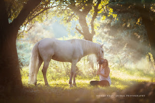 imagenes-hermosas-grandiosas-de-corceles imagenes-hermosas-grandiosas-de-corceles
