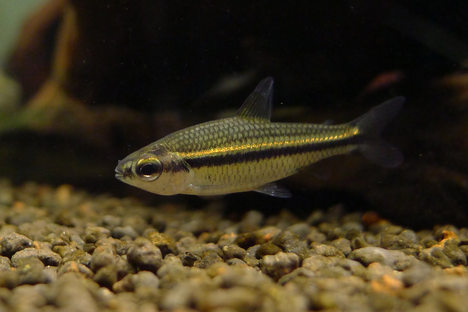 名燈天下 金線短筆燈 Nannaethiops Unitaeniatus