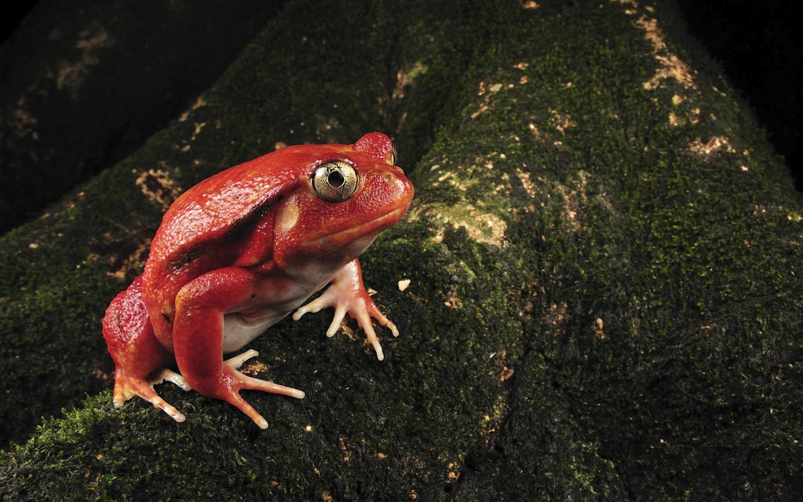 http://4.bp.blogspot.com/-vWcFkPQQ1Fc/UCQWfjYPBQI/AAAAAAAAANk/0tufed9bNBc/s1600/hd-frog-wallpaper-with-a-toxic-red-frog-background-picture.jpg