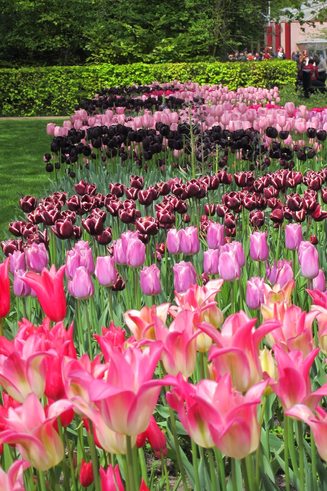 Five Things Friday: A Movie, A Book, Some Tulips, and an Impending Event or Two . . .