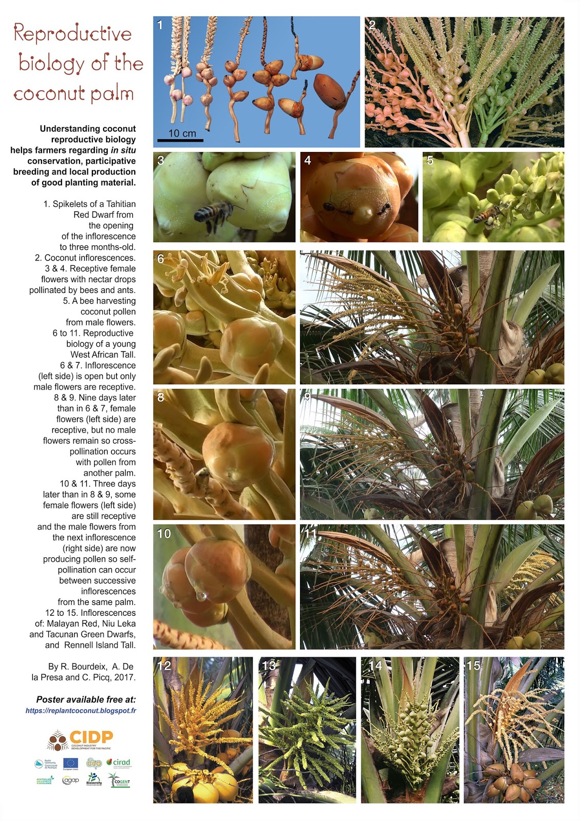 Coconut planting material for the Pacific region High definition