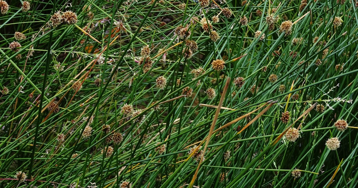 NixPixMix FLOWERING RUSHES