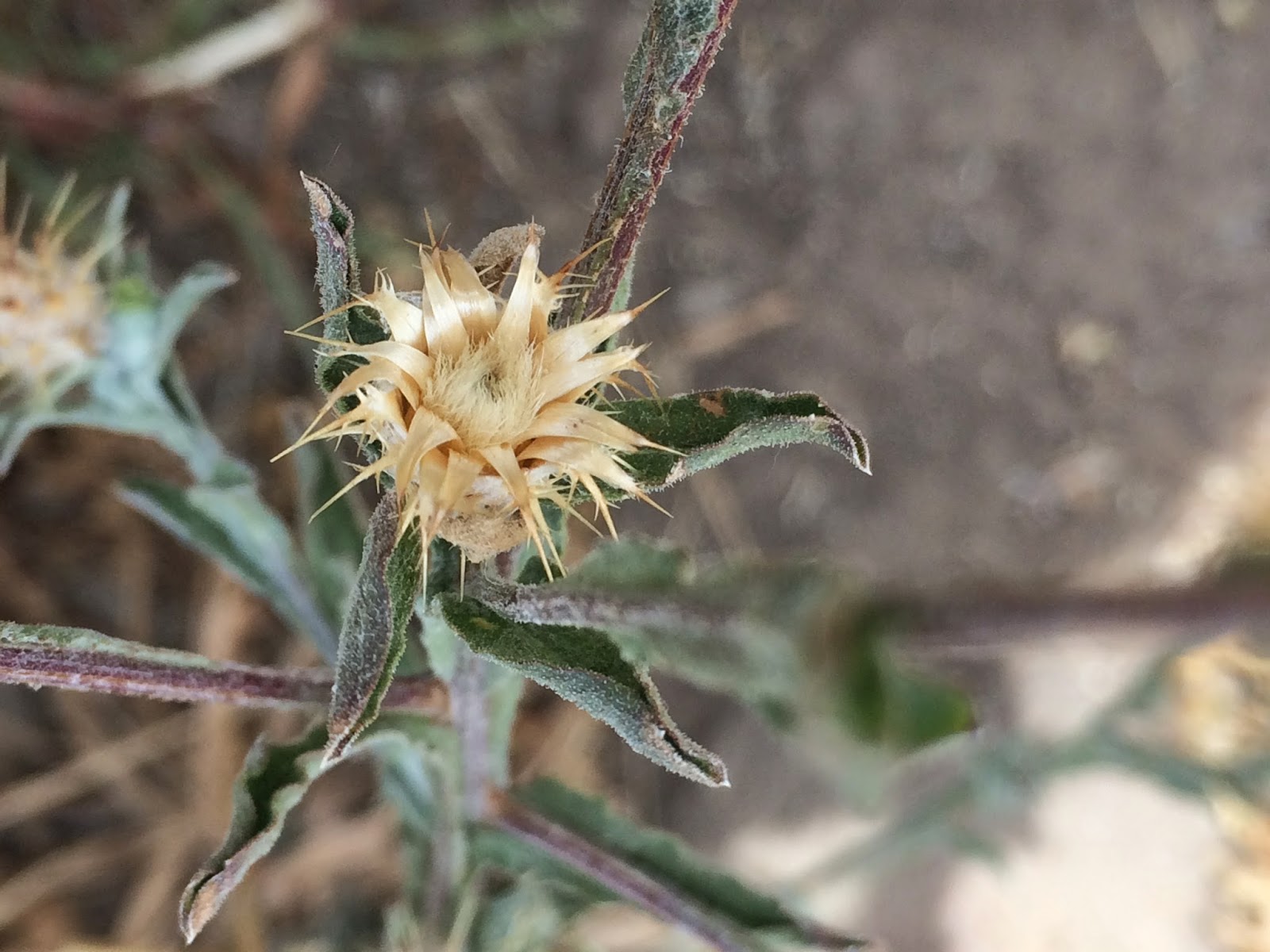 Wildwood Wildflowers