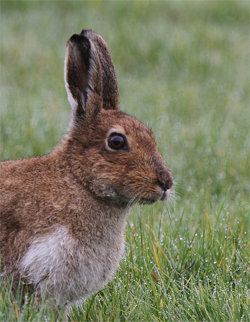 Murfs Wildlife : Irish Hare