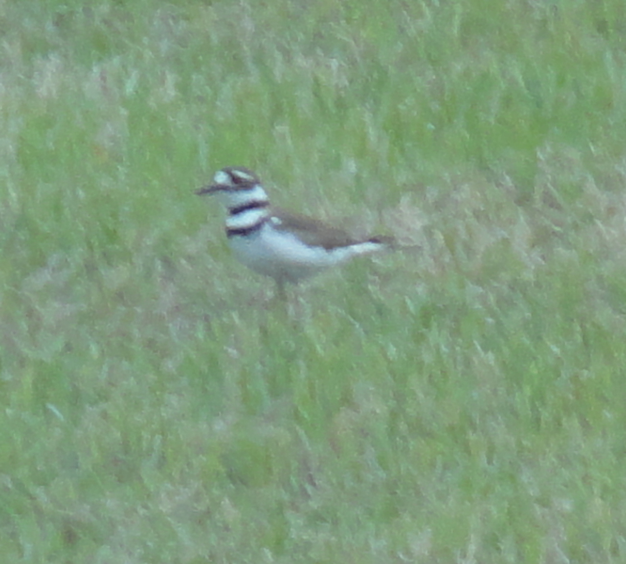 Birds in Your Backyard Killdeer Family