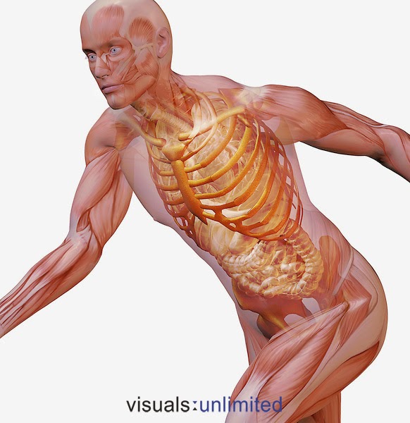 The Amoeba Brothers: Muscle Tissues