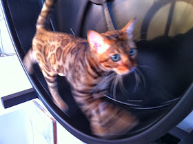 cat on a hamster wheel