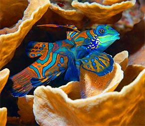 Life of Mandarin Fish | Life of Sea