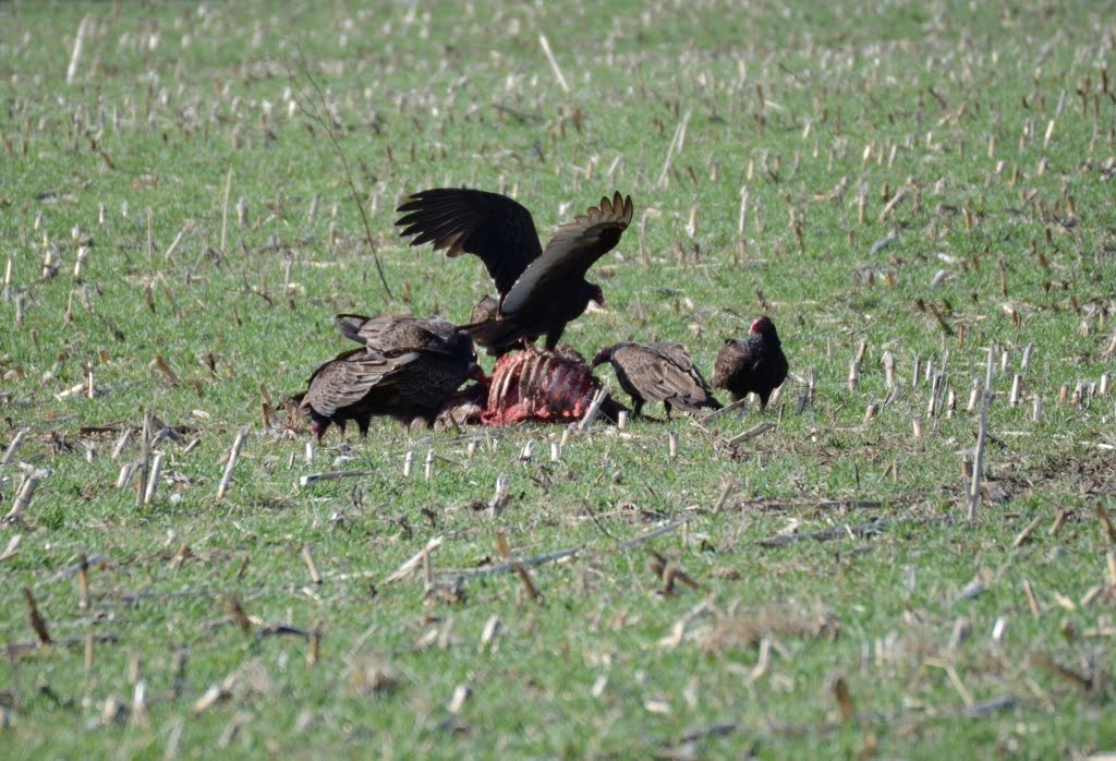 Ohio Birds and Biodiversity Turkey Vultures