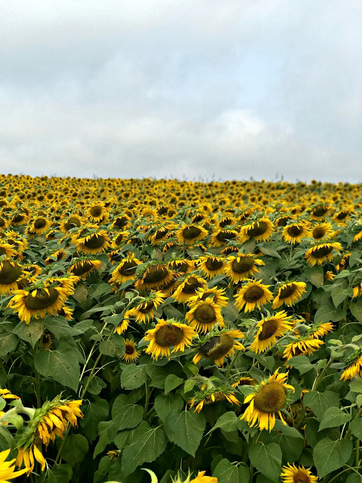 sunflower farm, colby farm newbury, farm sunflowers, wild sunflowers