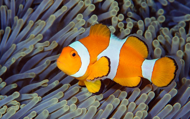18290-Clown Fish Play With Anemon Animal HD Wallpaperz