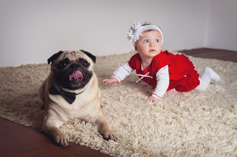 Do Dogs Think Babies Are Cute