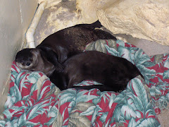 Otters at Rest