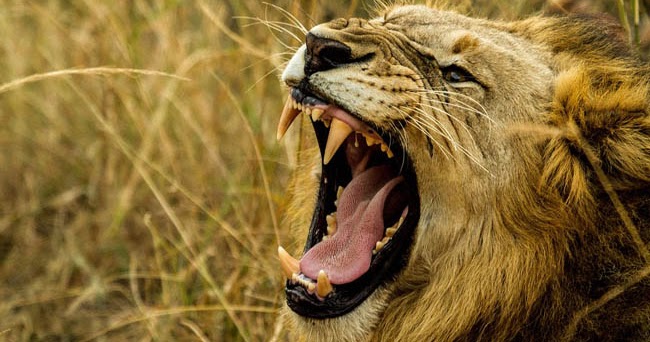 10 Hewan Dengan Suara Paling Keras Di Dunia