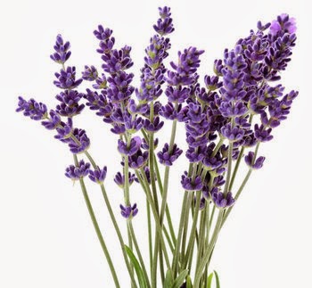 Lavender can cure nasal problems