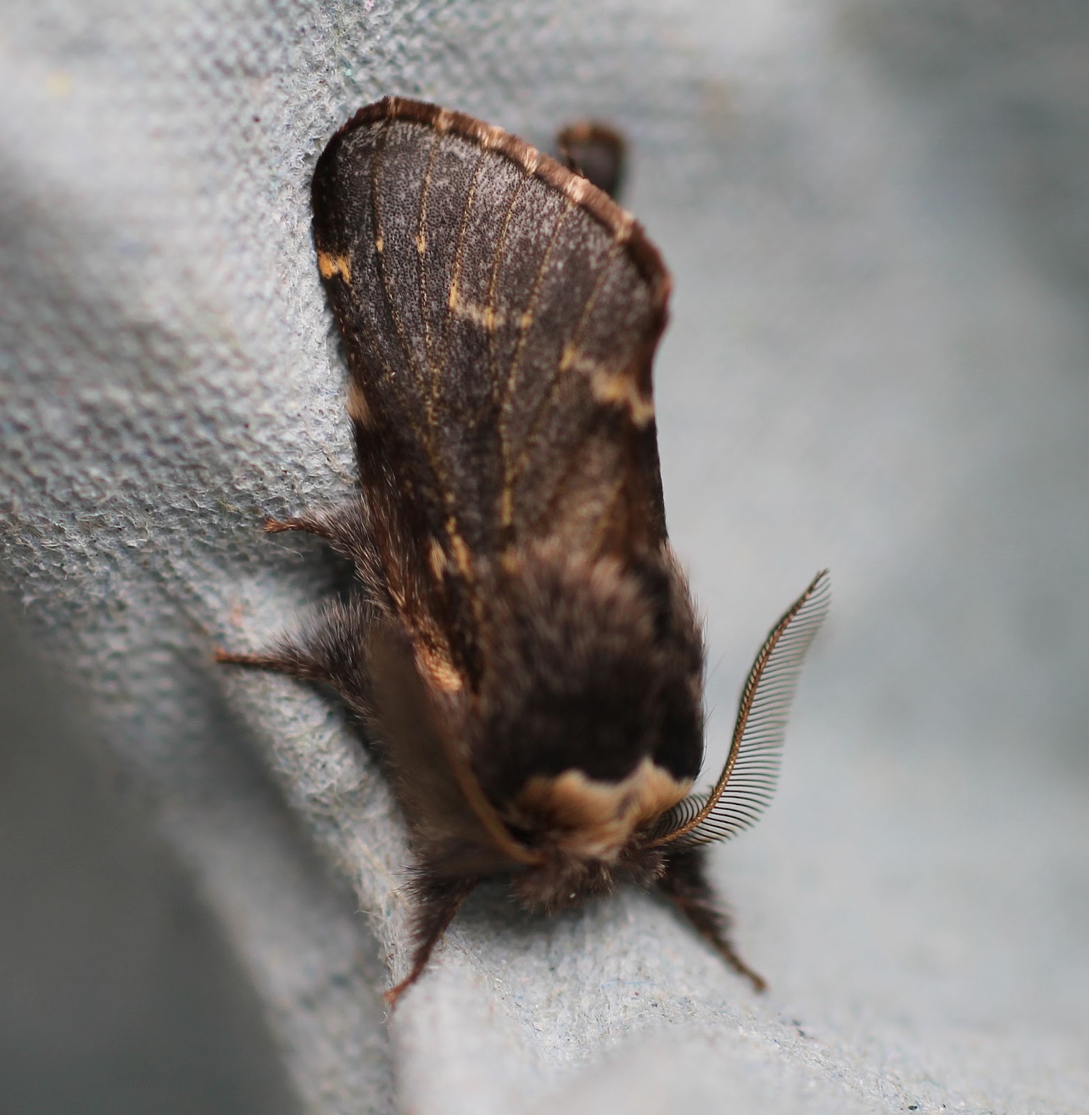 Shandy Hall Moths: 5 November 2012 - A month early...