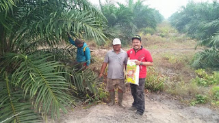 Tehnologi PIKAT NASA Dalam Meningkatkan Produksi Kelapa sawit Tehnologi PIKAT NASA Dalam Meningkatkan Produksi Kelapa sawit