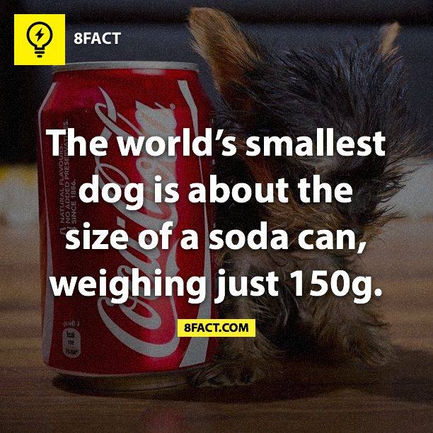 The world's smallest dog is about the size of a soda can , weighing