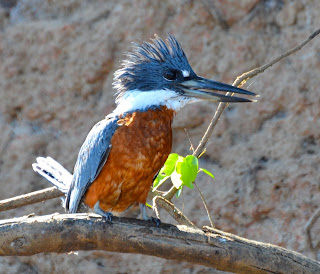 Ringed Kingfisher, Megaceryle torquata