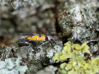 Chrysoclista linneella - Pyrale de l'écorce du tilleul - Perceur de l'écorce du tilleul Chrysoclista linneella - Pyrale de l'écorce du tilleul - Perceur de l'écorce du tilleul