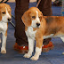 UGA Researchers' Findings: Canine Parainfluenza Virus leads to Breakthroughs in Human Vaccines
