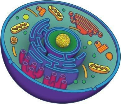 organismo celular