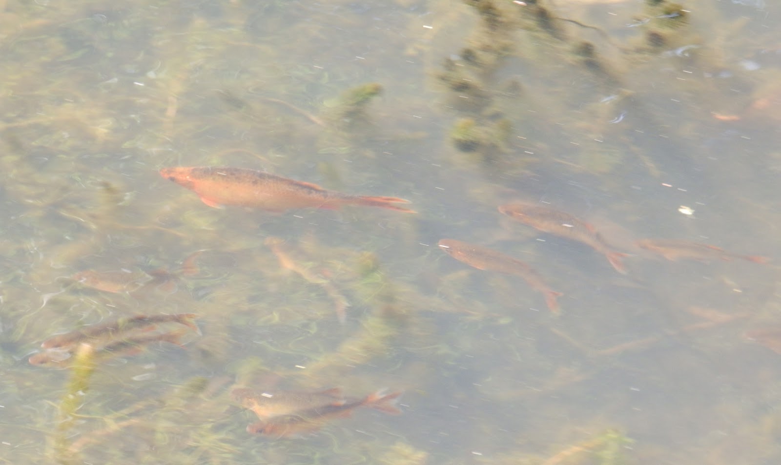 BRITISH WILDLIFE: GOLDEN RUDD IN A SECRET PLACE