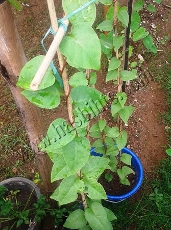 Manfaat Daun Binahong Untuk Kesehatan Manfaat Daun Binahong Untuk Kesehatan