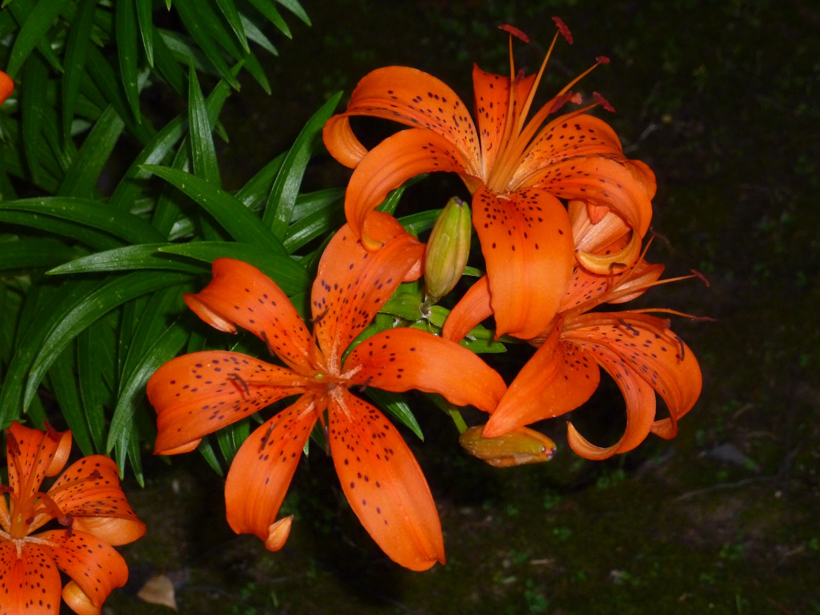 Silly Bean's Idea Space My Tiger Lilies!