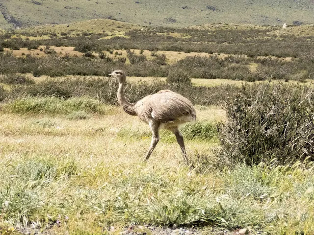 A rhea (flightless bird) spotted in Torres del Paine National Park in Chile