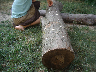 http://4.bp.blogspot.com/-vZTn0arg210/UAyeDclTHpI/AAAAAAAAETs/qU2W9ihHklw/s400/shiitake+mushroom+logs+july+22+010.jpg