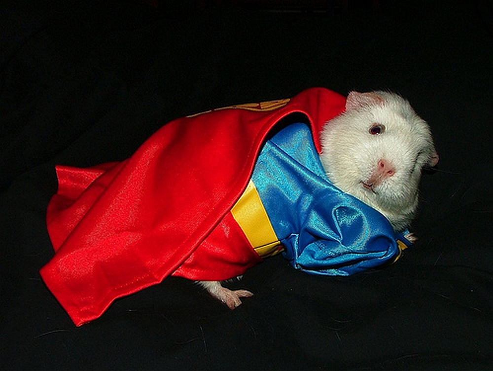 Funny-Gerbils-Great.jpg