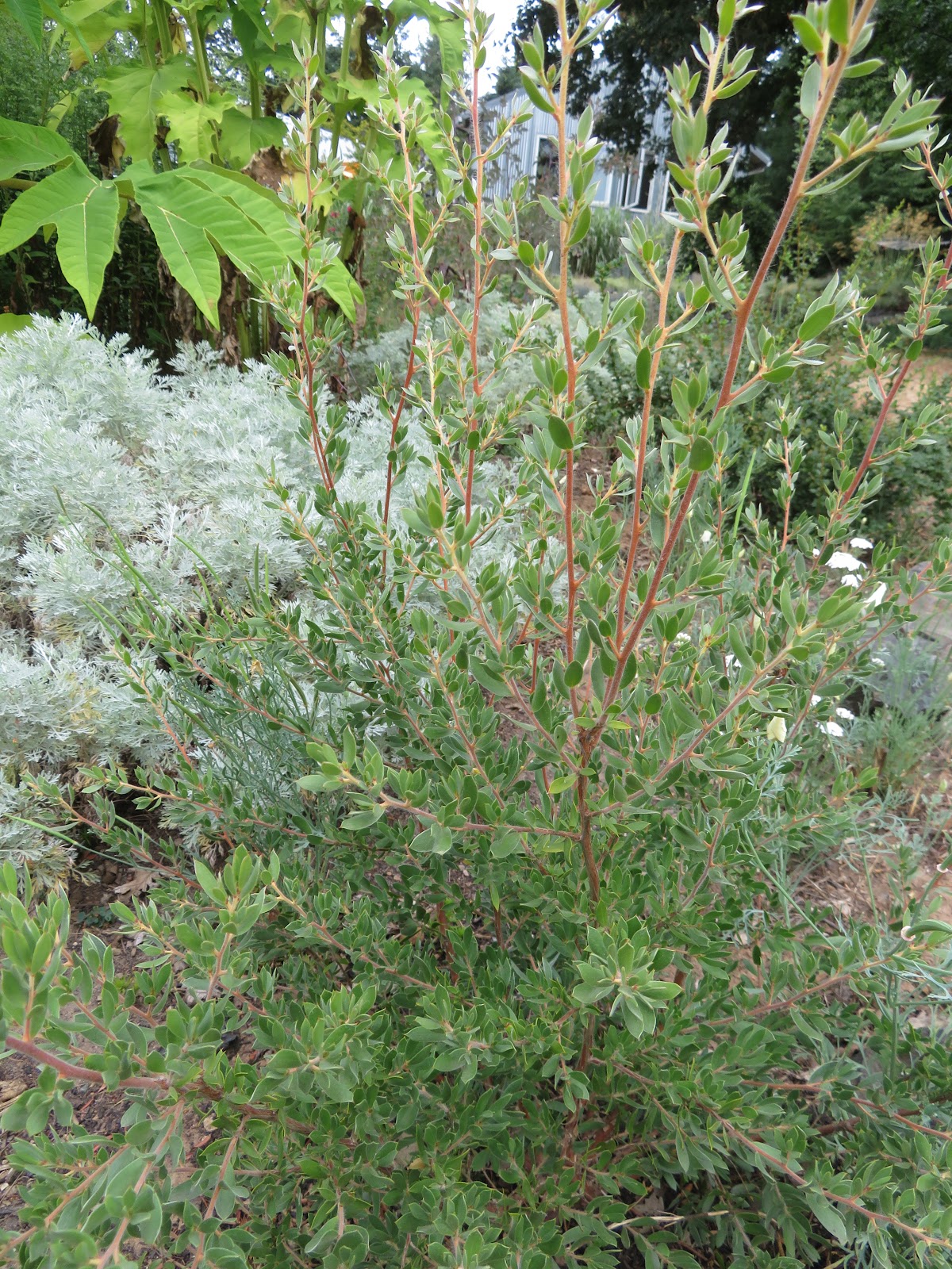A Guide To Northeastern Gardening 18 Summer Blooming Shrubs For