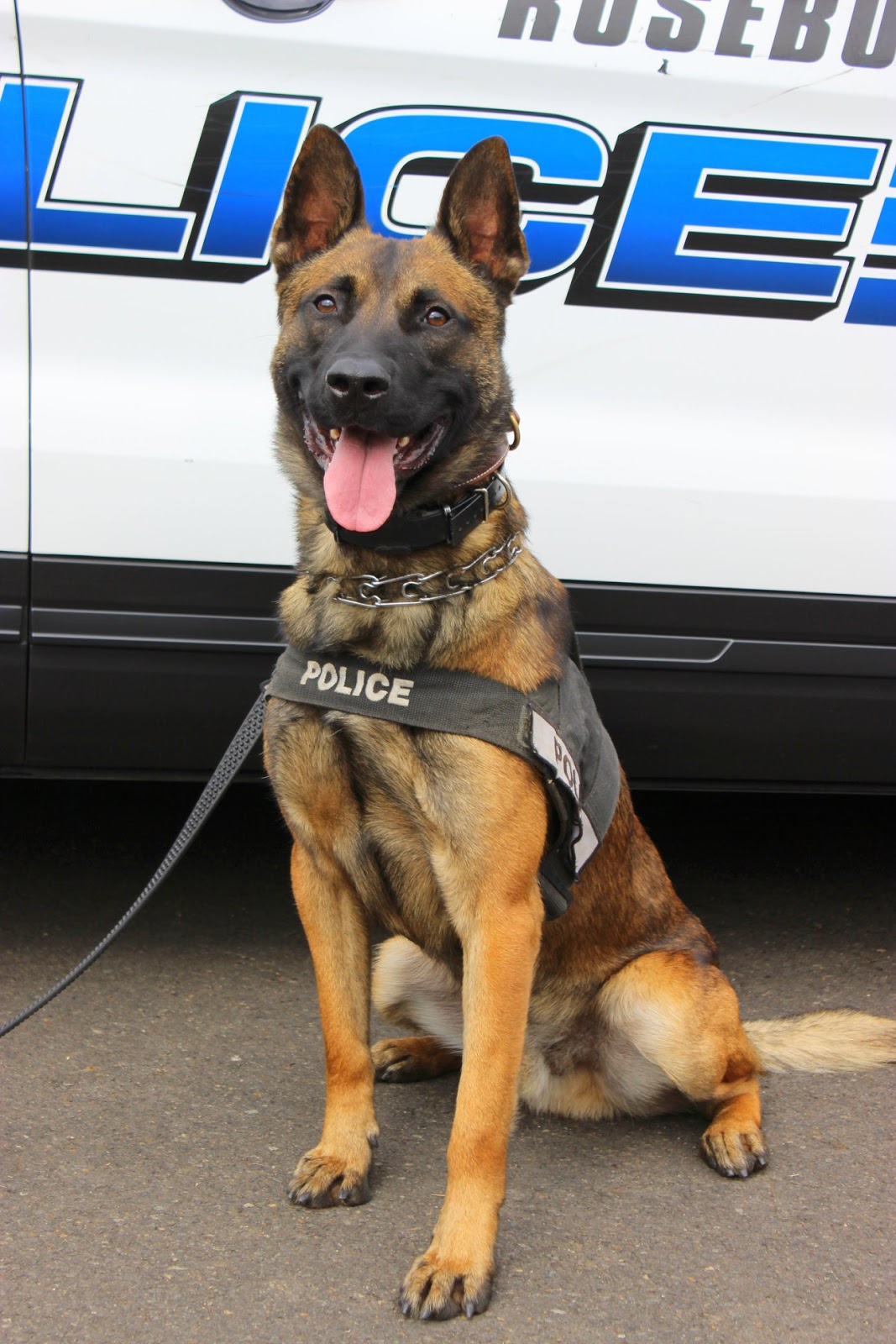 Vehicle Pursuit and K9 Capture