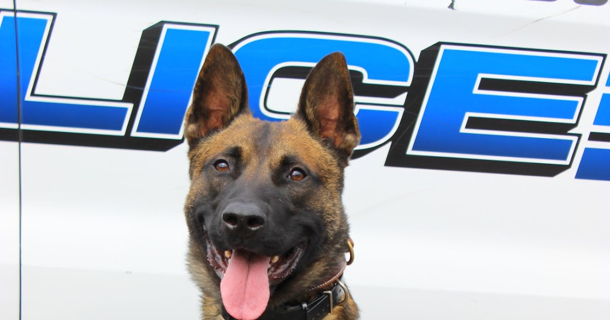 Vehicle Pursuit and K9 Capture