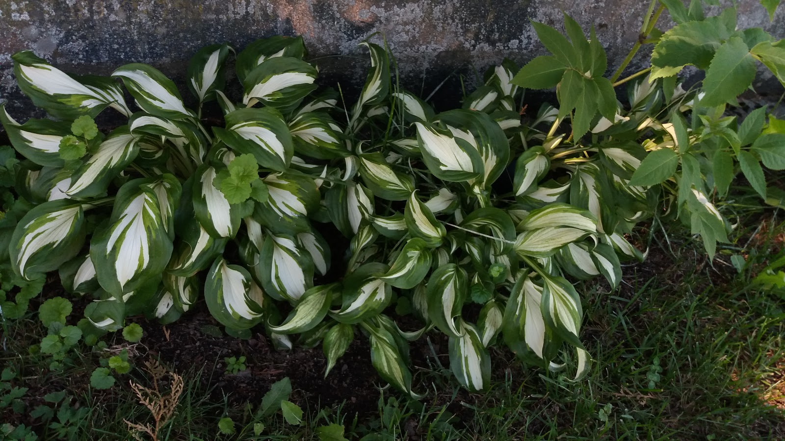 Seurakuntapuutarhurin Palsta Muutama sana kukkasista