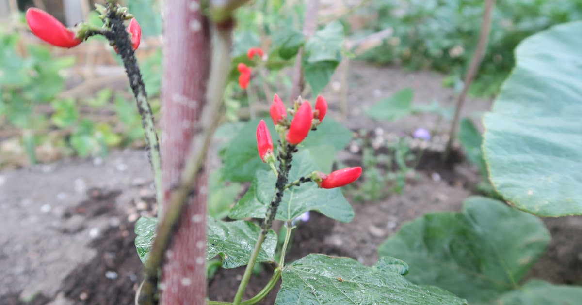 Black Bean Aphid on Runner Beans