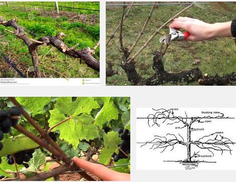  Grapevine pruning