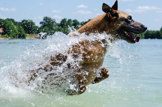 Belgian Malinois