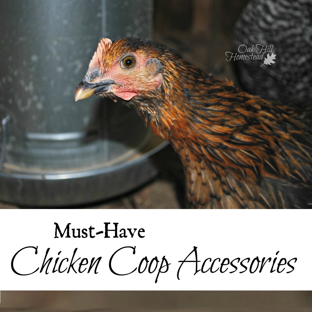MustHave Chicken Coop Accessories Oak Hill Homestead