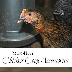 chicken coop accessories must chickens homestead hop needs safe oak hill coops diy weather shelter provides keep