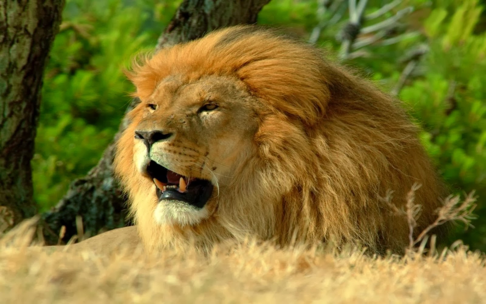 Lion Free HD Wallpapers And Facts Everything 4u