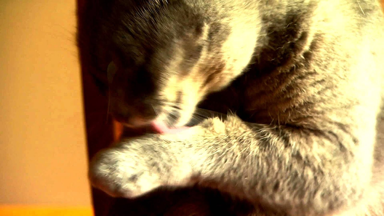 Zyrtec For Cats Dosage Cat Choices