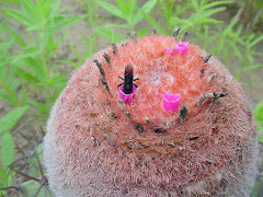 Abelha arapuá na flor da coroa-de-frade