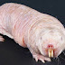 Naked Mole Rat - One of the Ugly Family