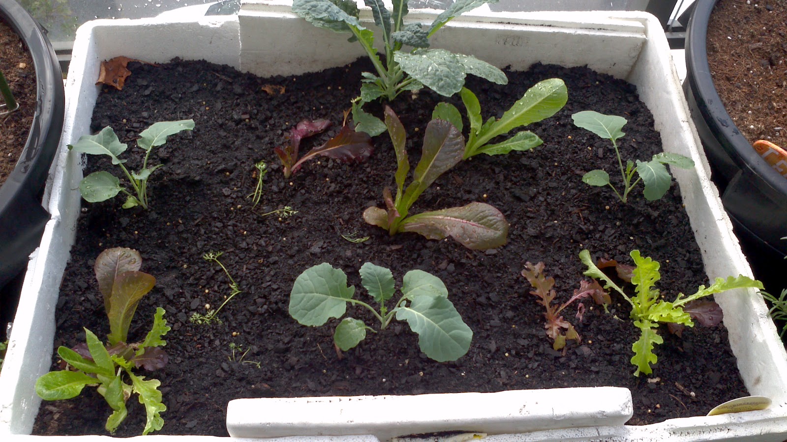 totally inept balcony gardener How to grow corn on a balcony